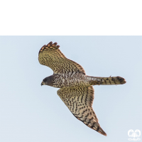 گونه پیغو Levant Sparrowhawk